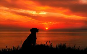 silhouette of a dog at orange sunset