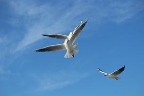 magnificent Seagull Bird