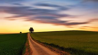 beautiful Landscape with yellow sky