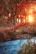 sunset in forest above creek at fall