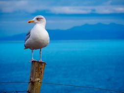 photo of seagulls on the cote d'azur