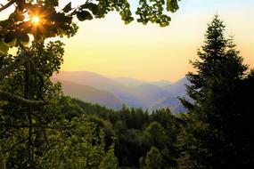 photo of evergreen trees on a background of foggy mountains