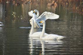 white birds on the lake