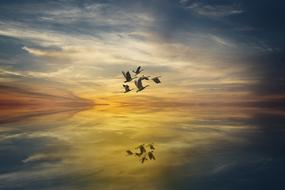 Geese at Sunset