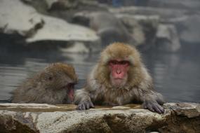 Animal Monkey Baby in zoo