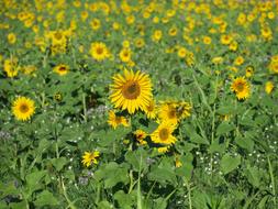 enchanting Sunflower Field Nature