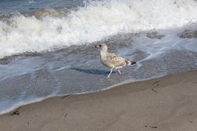 beautiful wild seagull on a sand Beach