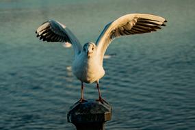 spreading wings seagull