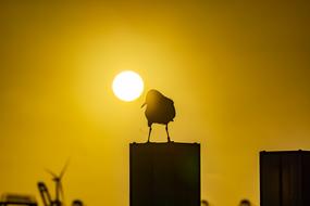 Seagull bird at the yellow sunset