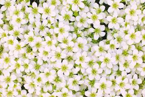 Sea Of Bloom