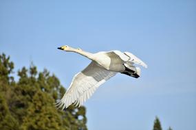 white swan flies on a background of trees