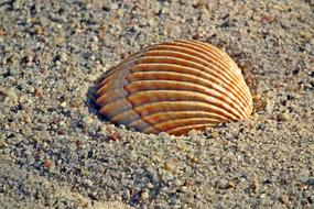 seashell in the sand on the coast