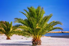 photo of palm trees at Frederikshavn Palm Beach