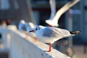 Seagull on Baltic Sea Bridge