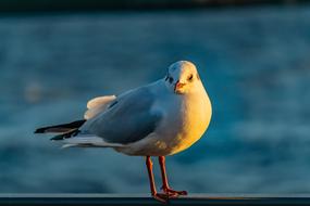 A seagull sits on the banks of the Elbe River in Hamburg