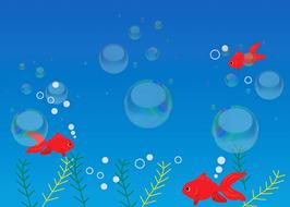 painted red fish in an aquarium