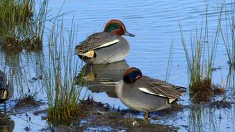 magnificent Duck Lake