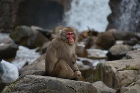 adult Japanese Monkey sits on stone at water