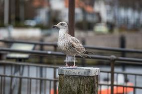 closeup picture of the wild seagull in the port