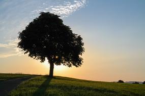 lonely fluffy tree in a green meadow under the bright sun