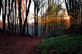 red foliage covers the autumn forest