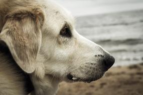 Portrait of Dog near Sea