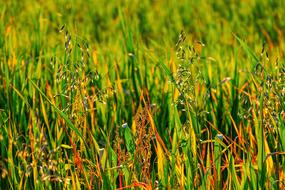 oat grass on the field