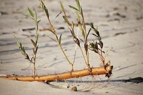 Beach Plants Sea