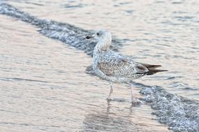 Seagull in Beach Wave