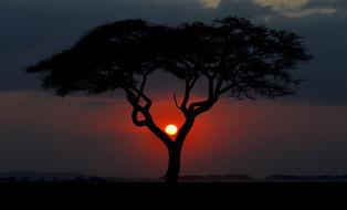 red evening sun between tree branches