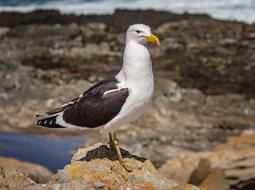 Beautiful and cute, white and black seagull with yellow beak, on the rocks