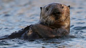 Sea Otter Swimming on its back