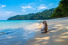monkey on the beach of a tropical island