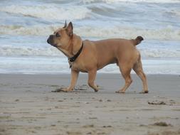 Dog on Beach North Sea