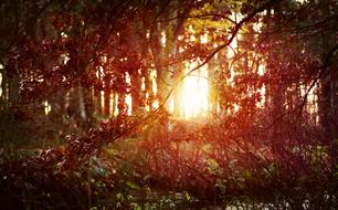 evening sun in a mystical forest