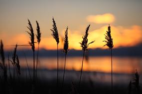 blooming grass against the background of orange evening clouds