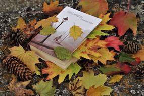 book among yellow leaves