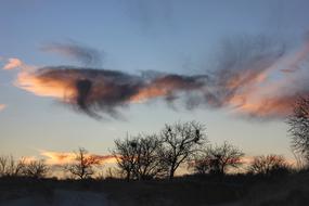 scenic Clouds above bare Trees at sunset