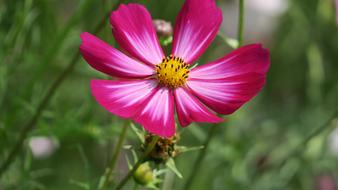 english pink flower