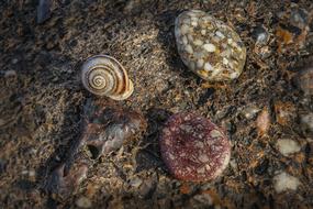 spotted stones and a snail on the ground