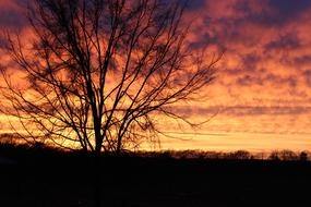 autumn tree on a background of orange sunset