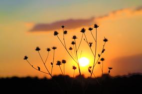 landscape of plants at Sunset on sky