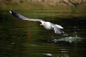 Sea Gull Water