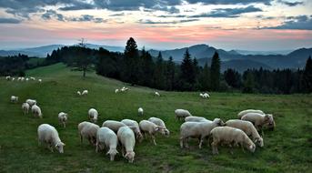 beautiful Sheep Mountains