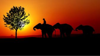 wonderful Nature Elephants
