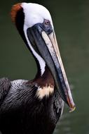 Brown Pelican in Wildlife