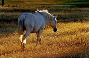 incredible Horse Pasture