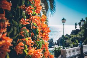 magnificent Flower Sun