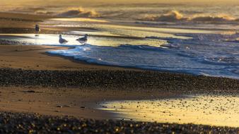 gulls standing on Beach at surf line