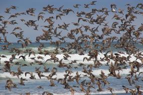 flock of birds over the sea